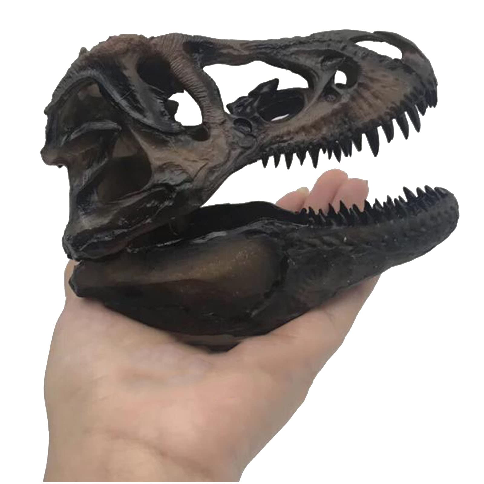 Amazon.co.jp: 樹脂製ティラノサウルス レックス スカル モデル